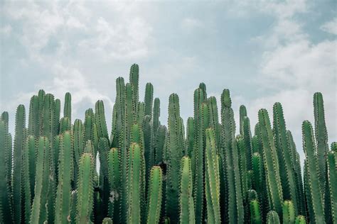 羅漢松盆景|羅漢松：珍稀樹種的奧秘與養護撇步 – 植物盆栽綠寶典